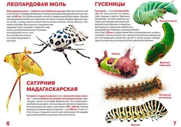 Книга Олег Завязкин «Большая книга Насекомые» 978-617-7352-21-0