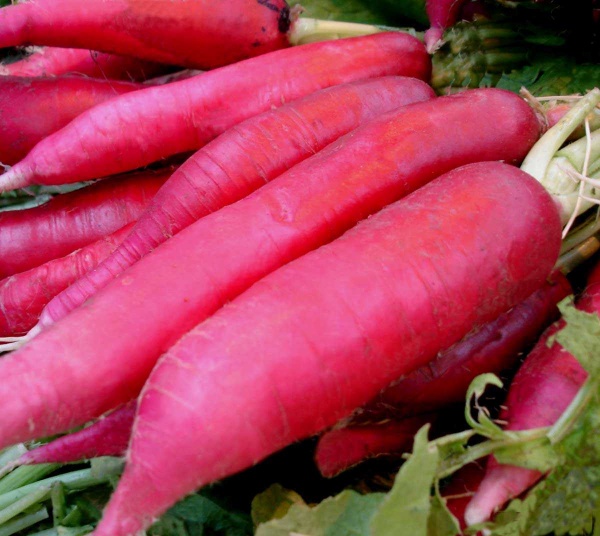 Насіння Професійне насіння редька Астор червона 3г (4823058205656)