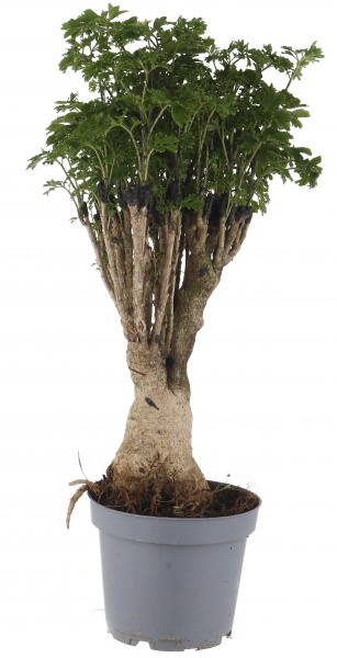 Растение Полициас бонсай 12/40 