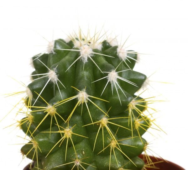 Рослина Кактус ехіногрузон 5.5х6 см