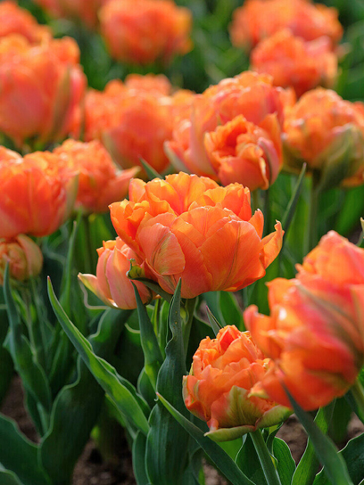 Цибулина тюльпана повного раннього Орка 3 шт. TUBERBULB Export B.V.