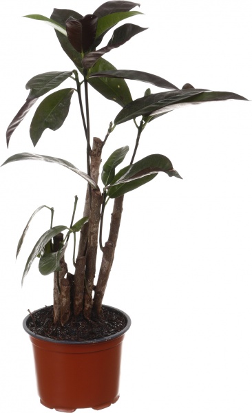 Растение комнатное Кротон сортовой бразила бранч d12/h45