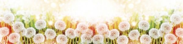 Наклейка на кухонный фартук Zatarga Одуванчик Z180110 65x250 см