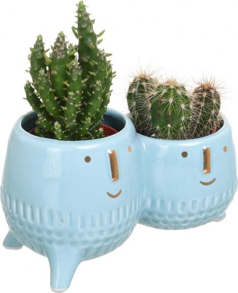 Растение Кактус в двойном горшке 14/15