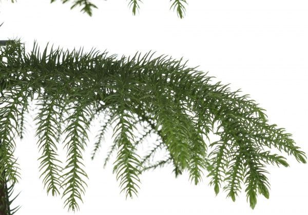 Растение комнатное Араукария 17х60