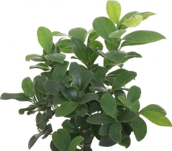 Рослина кімнатна Фікус Гінсенг бонсай в Будда горщику 29x40 см