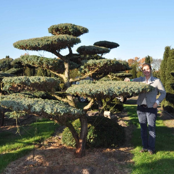 Растение Можжевельник китайский / Juniperus chinensis Blue Alps Bonsay C60
