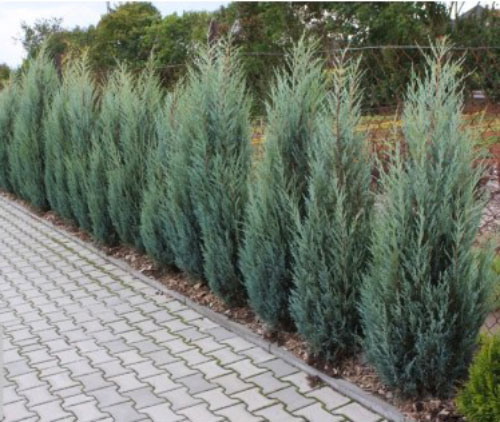 Растение Можжевельник скальный Moonglow (R20-F23 h100-120 WRB)