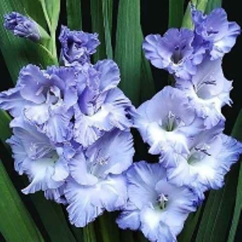 Луковица HBM Гладиолус Свит Блу 5 шт. 