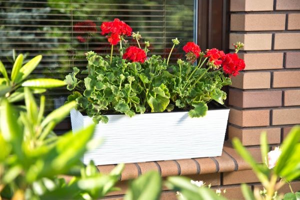 Горщик для квітів Lamela Бегонія долото прямокутний 37,7л білий 