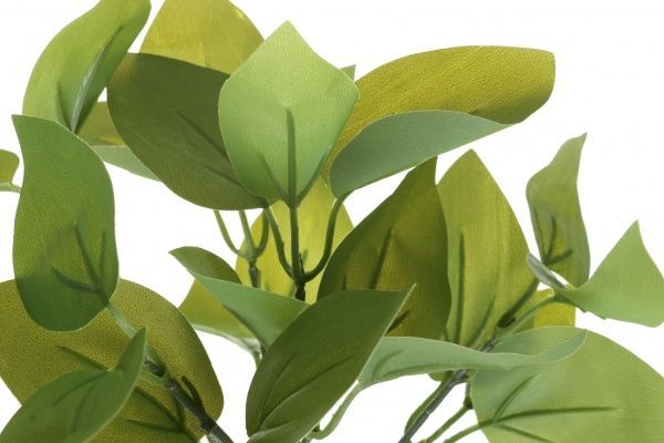 Растение декоративное Рускус 1908 30х30 см