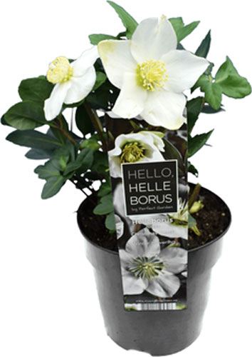 Растение комнатное Хелеборус кристмас кэрол (S) 12x20