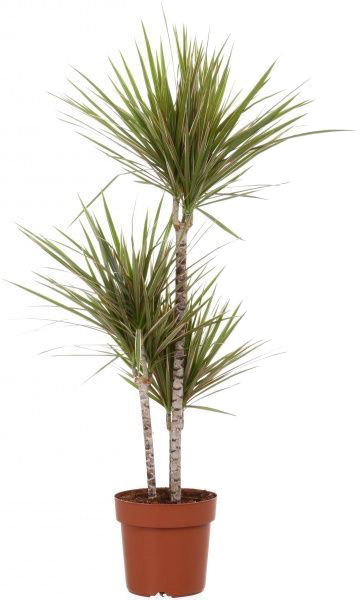 Рослина кімнатна Драцена Біколор d12/h35