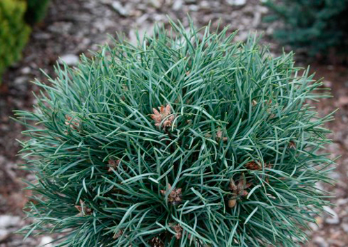 Растение Сосна обычная / Pinus sylvestris Frensham, С12