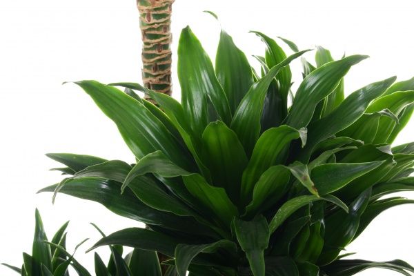 Растение комнатное Драцена Компакта 3 ствола 21х100 см