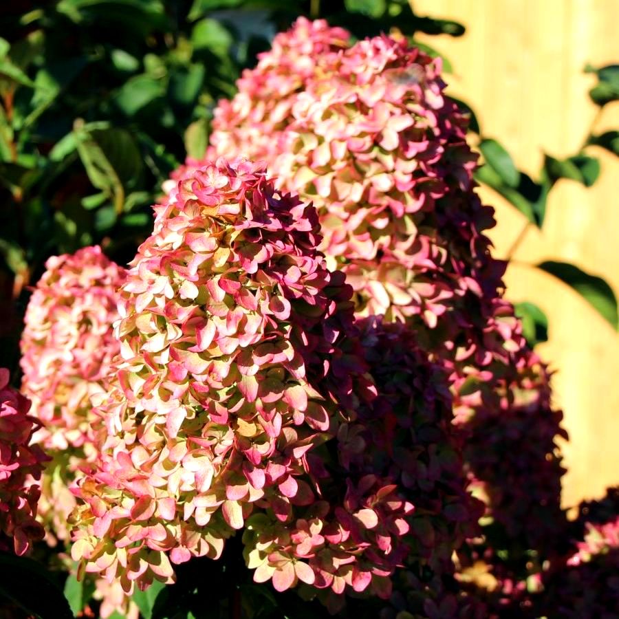 Растение декоративное Яскрава Гортензия Magical Candle