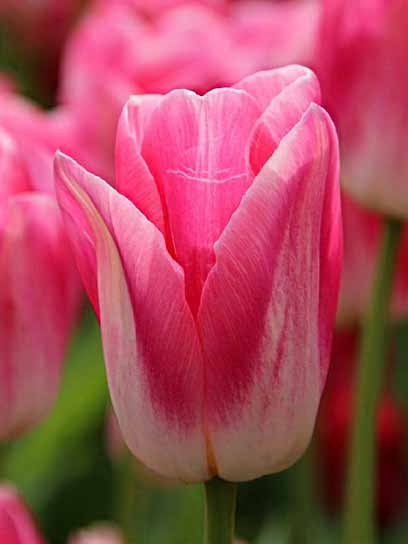 Луковица тюльпана триумф Династи 3 шт. 