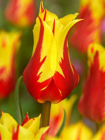 Луковица тюльпана лилиецветного Фаервок 3 шт. TUBERBULB Export B.V.