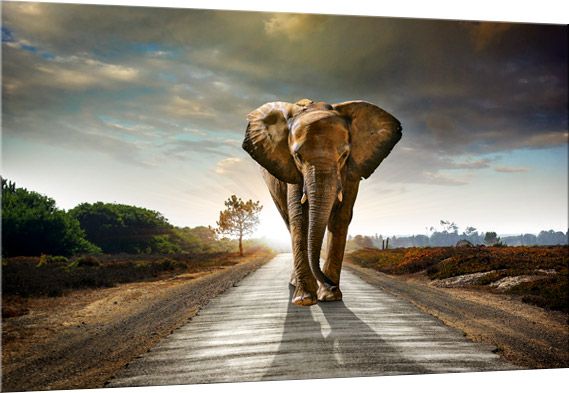 Картина на стекле Слон в дороге 120x80 см Styler 