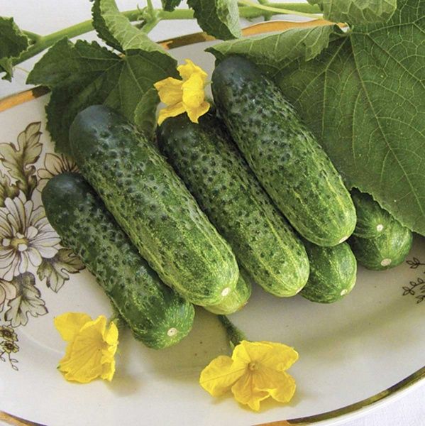 Семена Професійне насіння огурец Надежда F1 20 шт. (4823058204482)