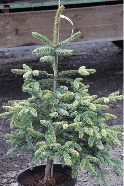 Пихта испанская / Abies pinsapo Kelleriis, С10