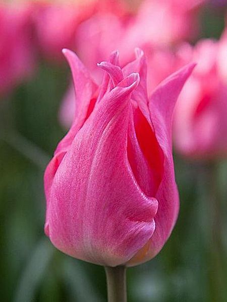 Цибулина TUBERBULB Export B.V. тюльпана лілієцвітного Прітті Лав 3 шт. 