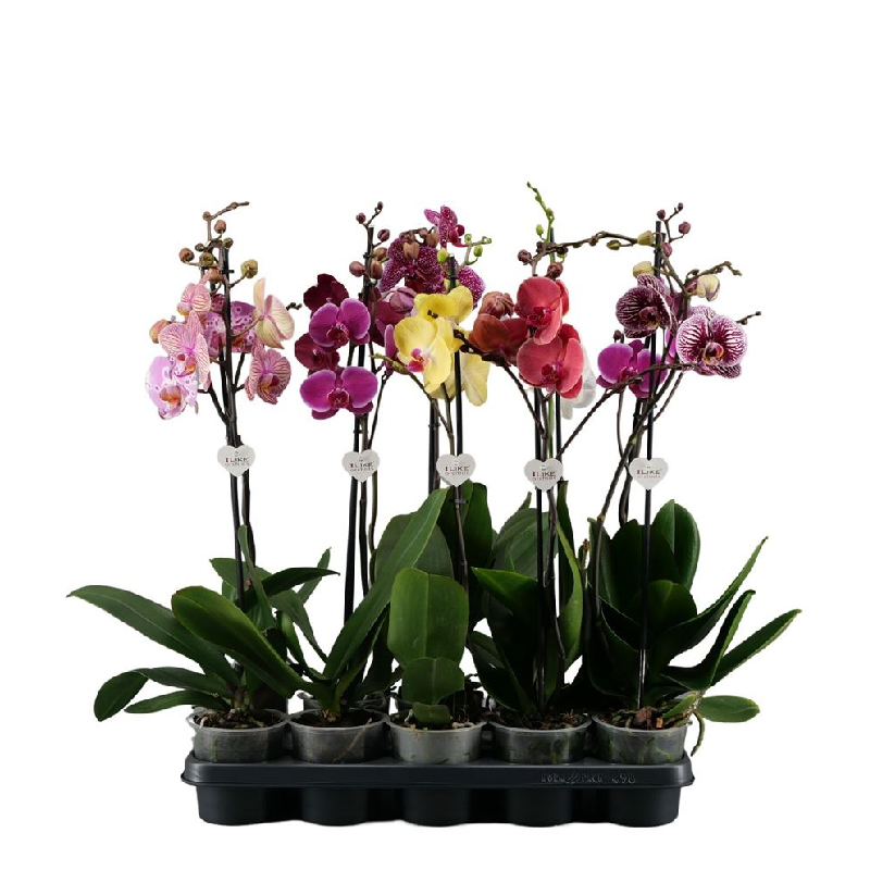 Рослина Фаленопсис (орхідея) 12х60 1 стовбур мікс (Wooning Orchids)