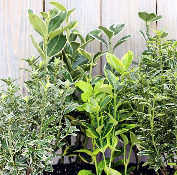 Растение Бересклет микс 12/30