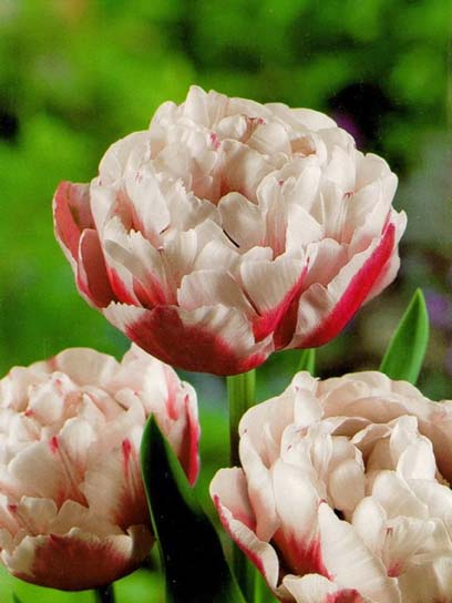 Луковица тюльпана махрового позднего Хоризон 3 шт. 