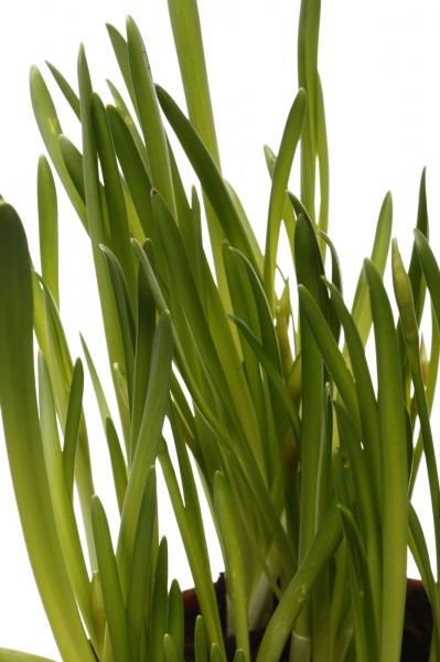 Рослина кімнатна Нарцис 7 шт. в сумці Jungle 16х16х16 см червоний/малюнок