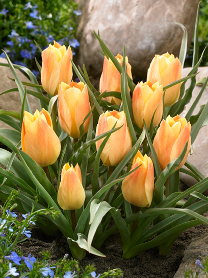 Луковица тюльпана ботанического Баталини Брайт Джем 4 шт.