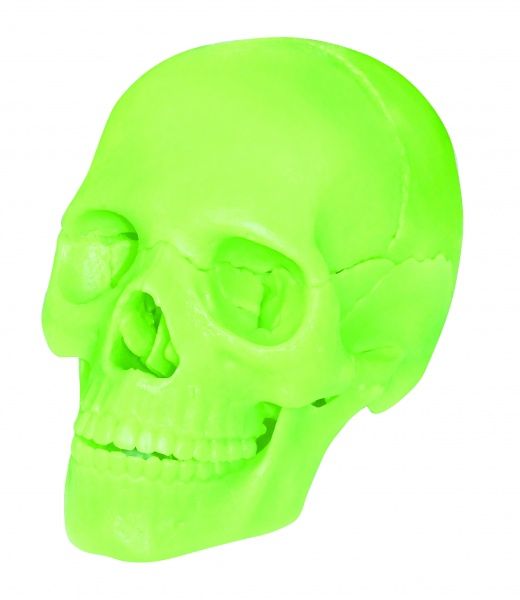 Об’ємна анатомічна модель 4D Master Череп людини що світиться FM-626113