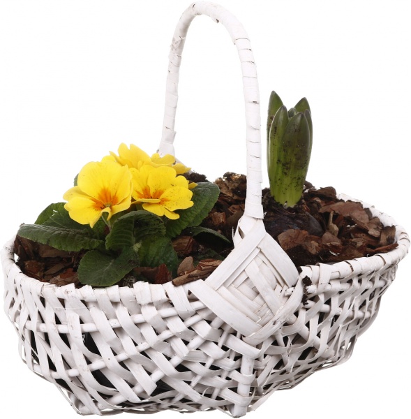 Рослина кімнатна Кошик Гіацинт 1 + Примула 1овал з ручкою