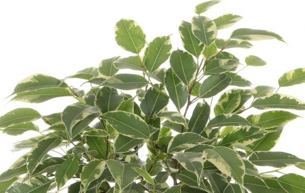 Растение Фикус benj. Kinky 12х30 см