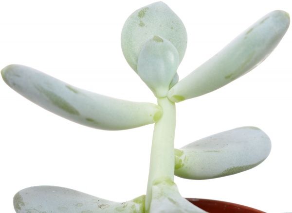 Рослина Пахифітум 6х8 см