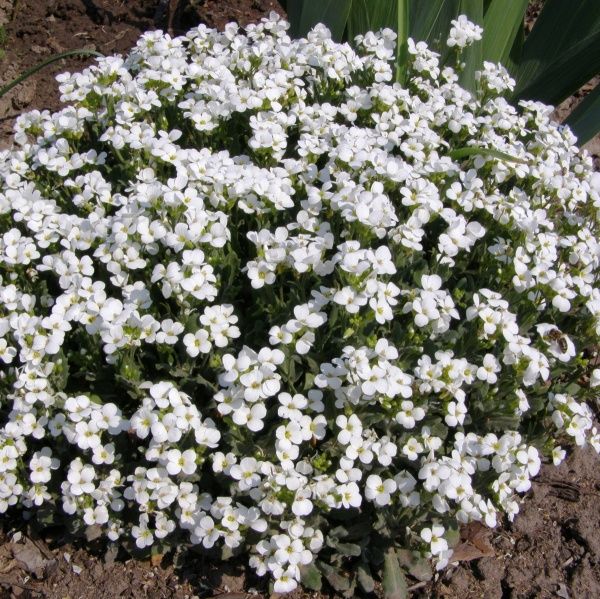 Семена Професійне насіння резуха Кавказский белый 0,1 г (4823058200057)