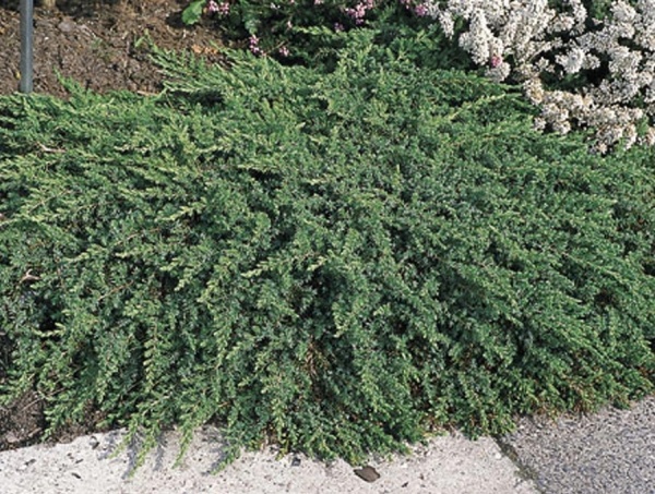 Рослина Ялівець звичайний / Juniperus communis Green Mantle, С20 Ра 80-100