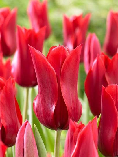 Луковица тюльпана лилиецветного Питер де Люр 3 шт. 