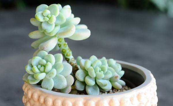 Суккулент Пахифитум 12/15