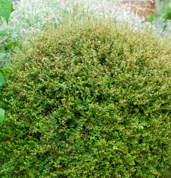 Рослина Жимолість блискуча нітіда Пенмін/LONICERA nitida Panmin С2/ Н20-30