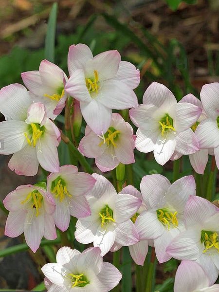 Луковица габрантуса Робустус 5 шт. 