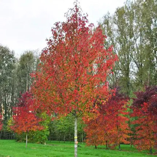 Растение Ликвидамбар смолоносный/Liquidambar styraciflua С7,5, Н 60-80