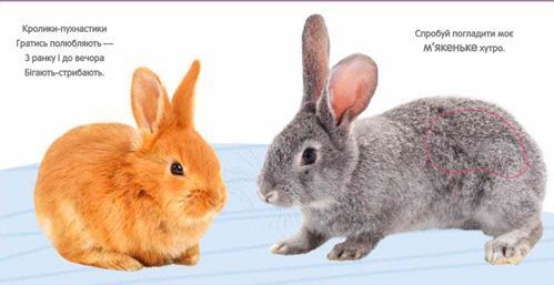 Книга «Кролик и его друзья» 978-966-948-089-7