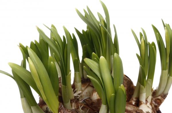 Рослина кімнатна Нарцис Tet-a-tet d16/h12