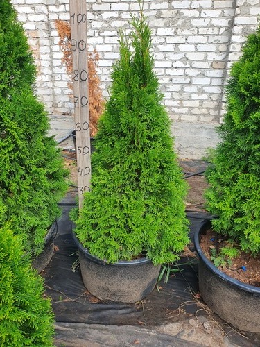 Растение Туя западная / Thuja occidentalis Smaragd (Spiral), С20
