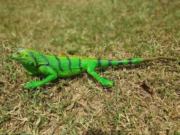 Игрушка Lanka Novelties Игуана зеленая 51 см 21390 
