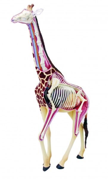 Объемная анатомическая модель 4D Master Жираф FM-622011