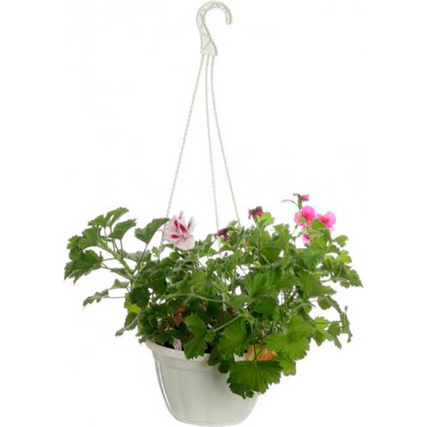 Растение декоративное Пеларгония грандифлора Aристо + Мона Лиза д.20