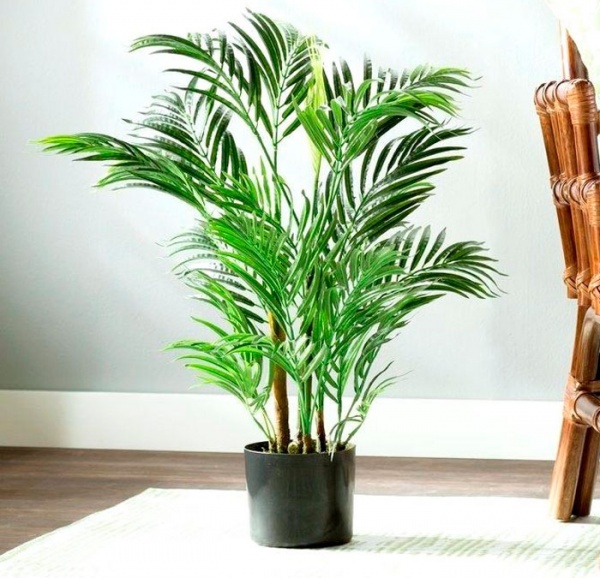 Растение Пальма Арека 17/50-65