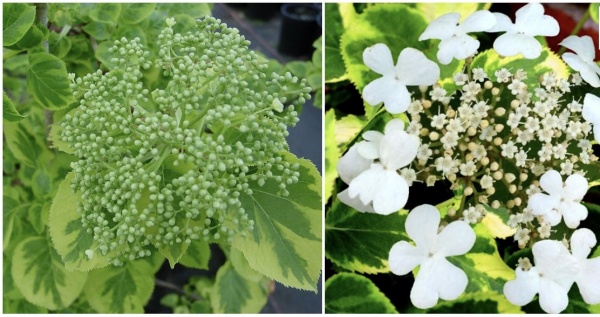 Растение Гортензия черешковая Mirranda (K23-S23 h40-60 C2)